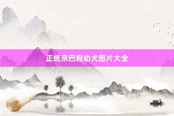 正统京巴狗幼犬图片大全